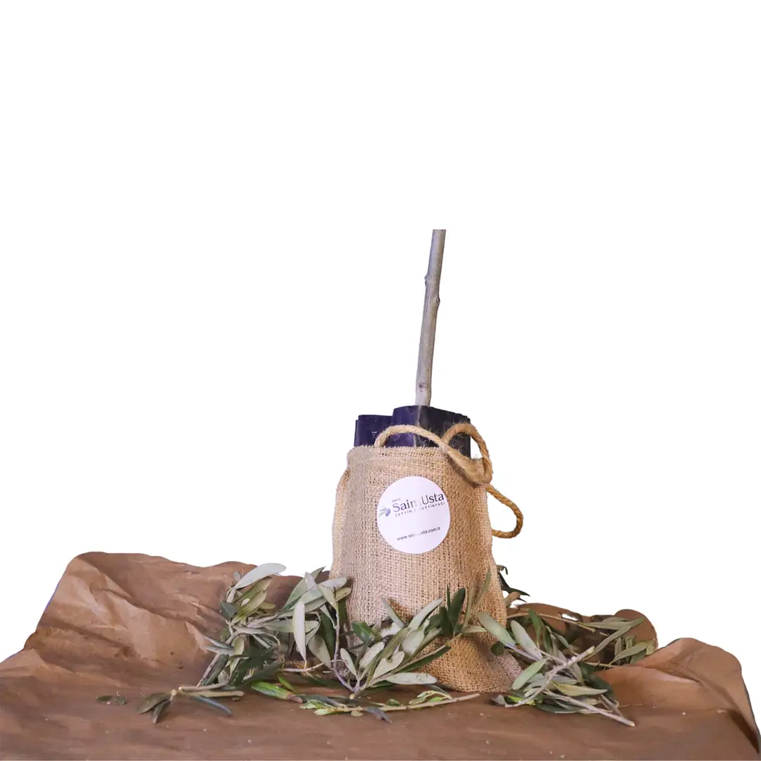 mskladmalkdms Genç Trilya Zeytin Fidanı - Görsel 1