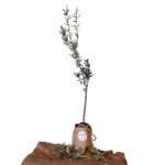 Yetişkin Trilya Zeytin Fidanı